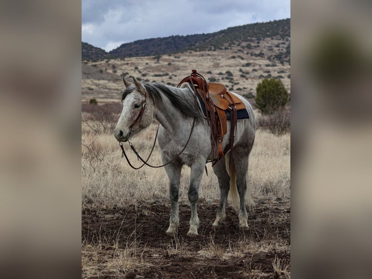 Quarter horse américain Hongre 10 Ans 152 cm Gris in Camp Verde, AZ