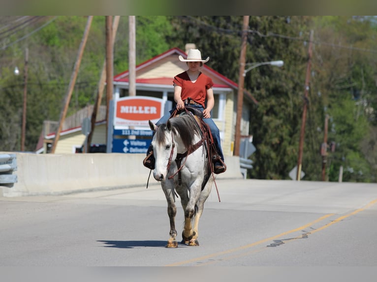 Quarter horse américain Hongre 10 Ans 152 cm Gris in Clarion