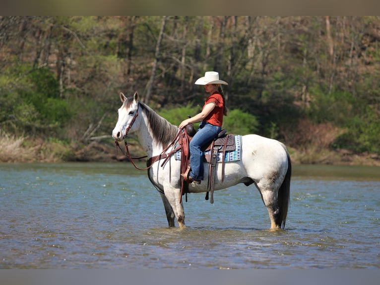 Quarter horse américain Hongre 10 Ans 152 cm Gris in Clarion