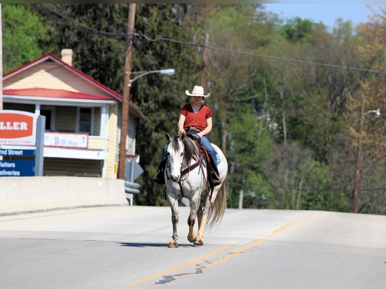 Quarter horse américain Hongre 10 Ans 152 cm Gris in Clarion