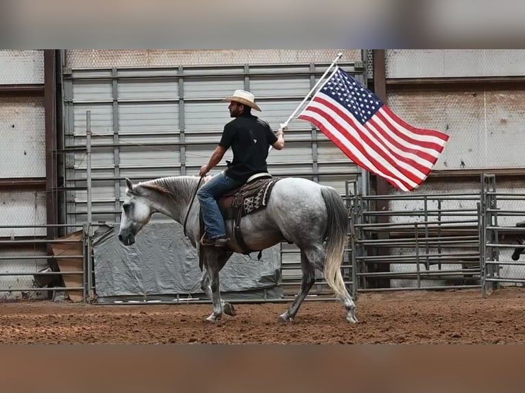 Quarter horse américain Hongre 10 Ans 152 cm Gris in Canyon, TX