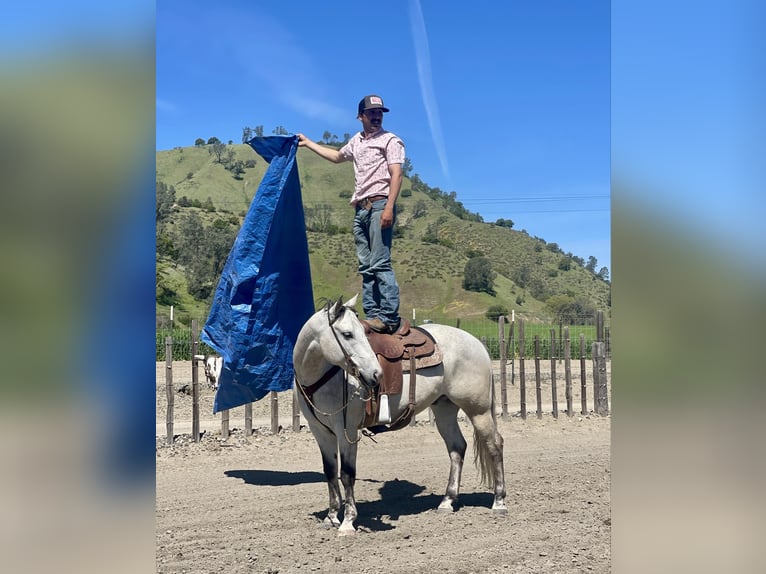 Quarter horse américain Hongre 10 Ans 152 cm Gris in Paicines CA