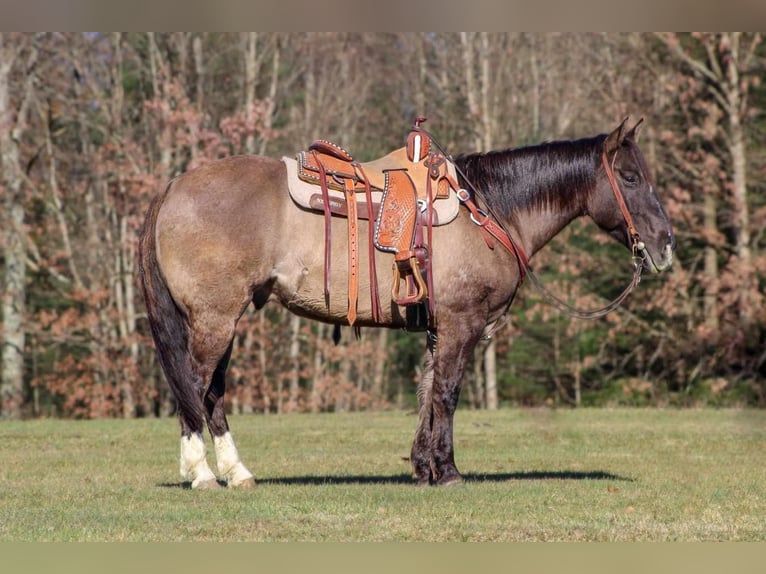 Quarter horse américain Hongre 10 Ans 152 cm Grullo in Cooksburg, PA