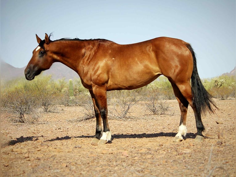Quarter horse américain Hongre 10 Ans 152 cm Isabelle in Marana AZ