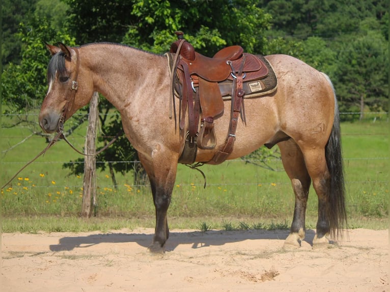 Quarter horse américain Hongre 10 Ans 152 cm Isabelle in Rusk TX