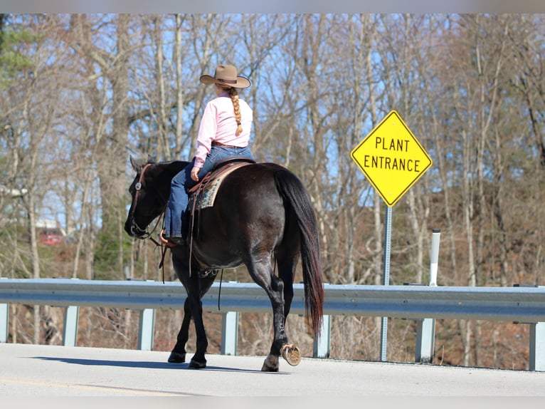Quarter horse américain Hongre 10 Ans 152 cm Noir in Clarion