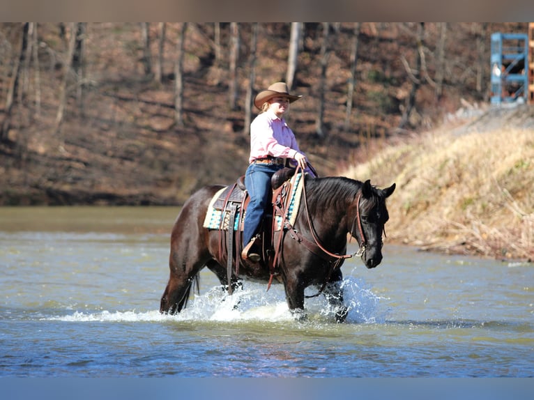 Quarter horse américain Hongre 10 Ans 152 cm Noir in Clarion