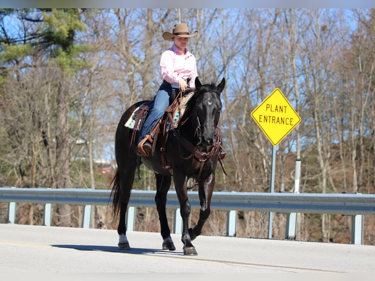 Quarter horse américain Hongre 10 Ans 152 cm Noir in Clarion