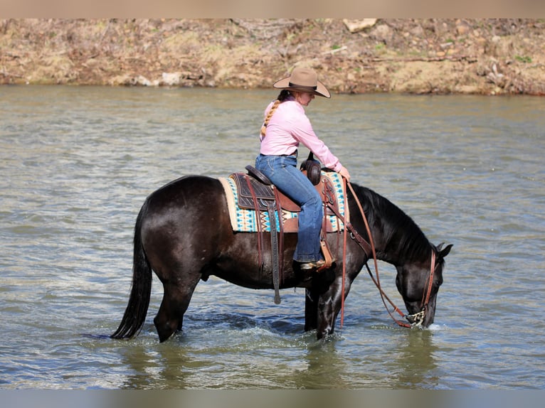 Quarter horse américain Hongre 10 Ans 152 cm Noir in Clarion