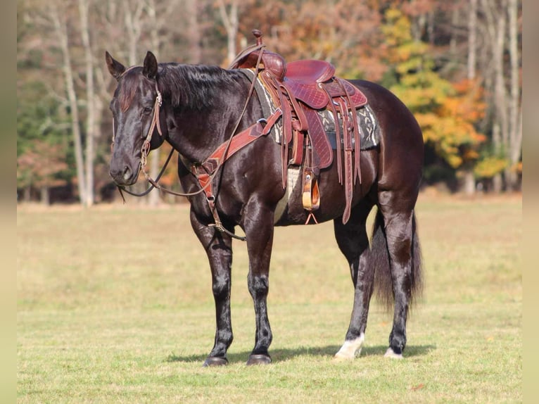 Quarter horse américain Hongre 10 Ans 152 cm Noir in Clarion