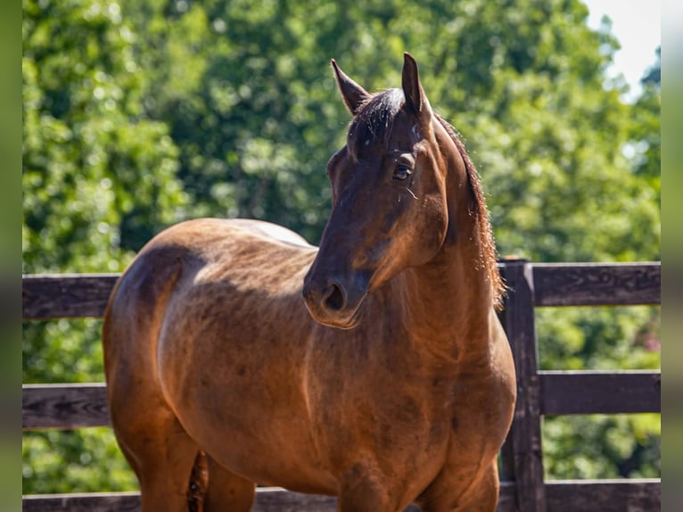 Quarter horse américain Hongre 10 Ans 152 cm Noir in Clover
