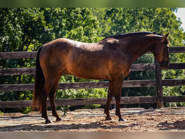 Quarter horse américain Hongre 10 Ans 152 cm Noir in Clover