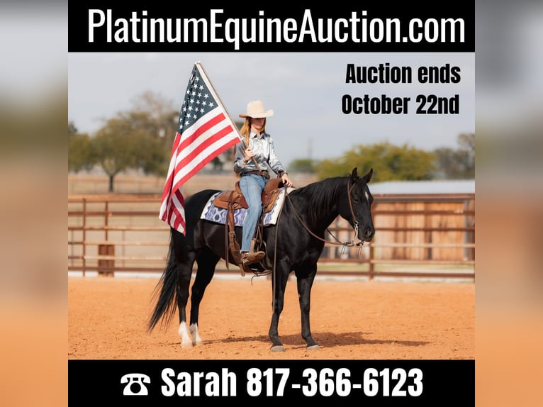 Quarter horse américain Hongre 10 Ans 152 cm Noir in Weatherford TX