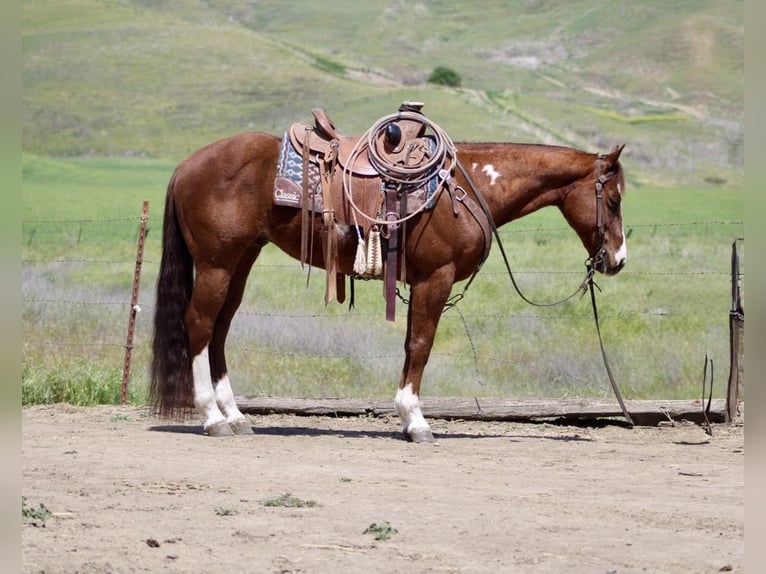 Quarter horse américain Hongre 10 Ans 152 cm Overo-toutes couleurs in Paicines CA
