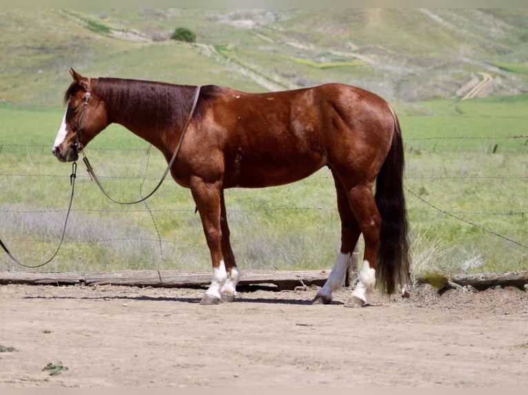 Quarter horse américain Hongre 10 Ans 152 cm Overo-toutes couleurs in Paicines CA