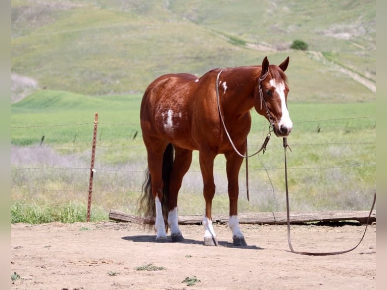 Quarter horse américain Hongre 10 Ans 152 cm Overo-toutes couleurs in Paicines CA
