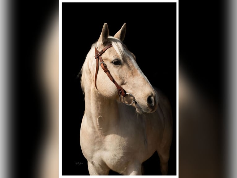 Quarter horse américain Hongre 10 Ans 152 cm Palomino in Hayden