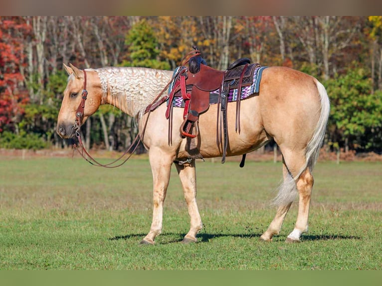 Quarter horse américain Hongre 10 Ans 152 cm Palomino in Clarion