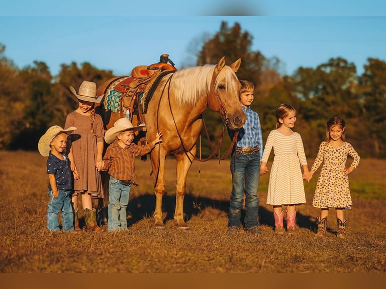 Quarter horse américain Hongre 10 Ans 152 cm Palomino in Lyles