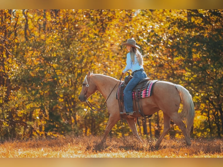 Quarter horse américain Hongre 10 Ans 152 cm Palomino in Lyles