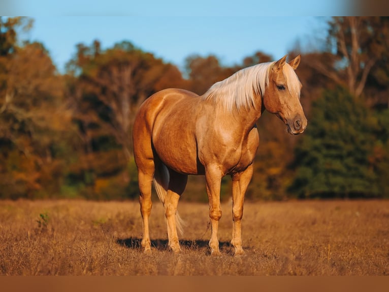 Quarter horse américain Hongre 10 Ans 152 cm Palomino in Lyles