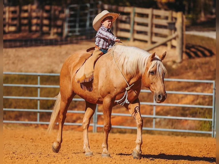 Quarter horse américain Hongre 10 Ans 152 cm Palomino in Lyles