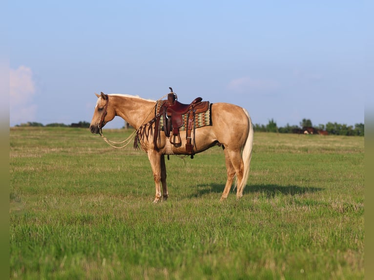 Quarter horse américain Hongre 10 Ans 152 cm Palomino in Mount Vernon, TX