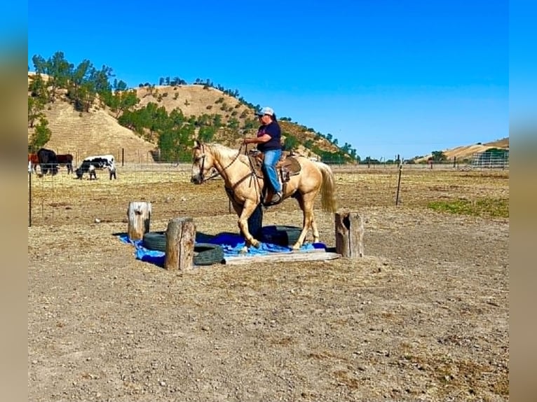 Quarter horse américain Hongre 10 Ans 152 cm Palomino in Tres Pinos