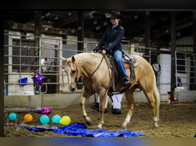 Quarter horse américain Hongre 10 Ans 152 cm Palomino in Robards