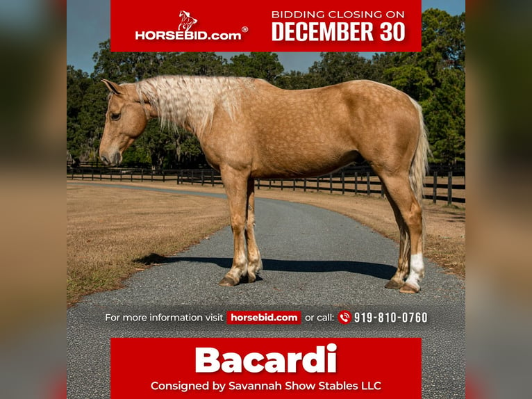 Quarter horse américain Hongre 10 Ans 152 cm Palomino in Ocala, FL