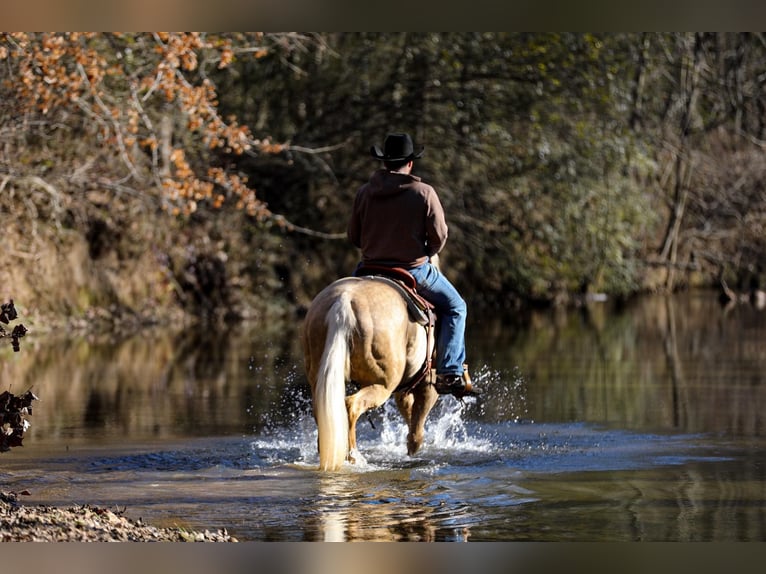 Quarter horse américain Hongre 10 Ans 152 cm Palomino in Santa Fe TN