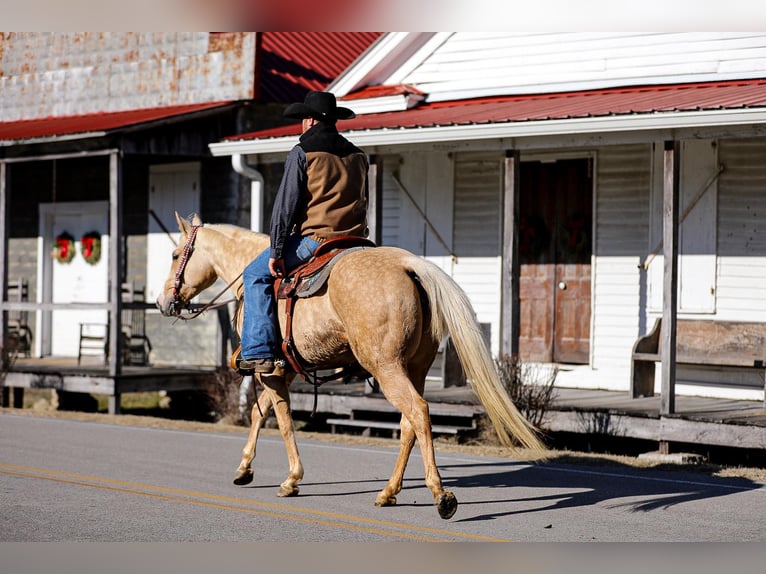 Quarter horse américain Hongre 10 Ans 152 cm Palomino in Santa Fe TN