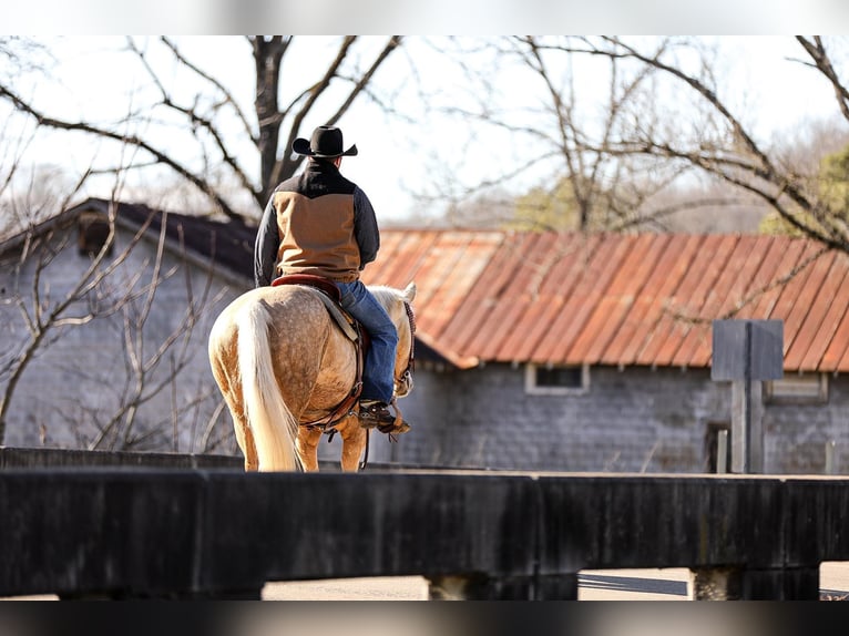 Quarter horse américain Hongre 10 Ans 152 cm Palomino in Santa Fe TN