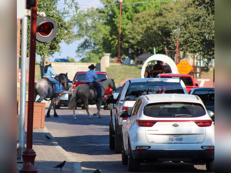 Quarter horse américain Hongre 10 Ans 152 cm Palomino in Stephenvillle TX