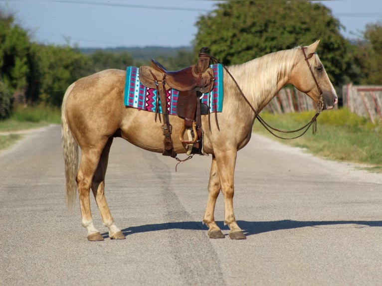 Quarter horse américain Hongre 10 Ans 152 cm Palomino in Stephenvillle TX