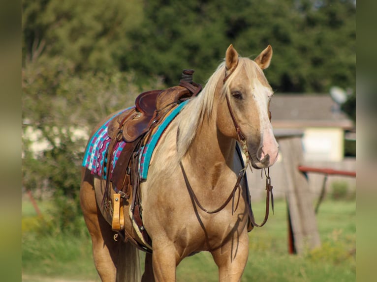 Quarter horse américain Hongre 10 Ans 152 cm Palomino in Stephenvillle TX