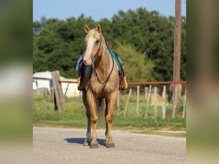 Quarter horse américain Hongre 10 Ans 152 cm Palomino in Stephenvillle TX