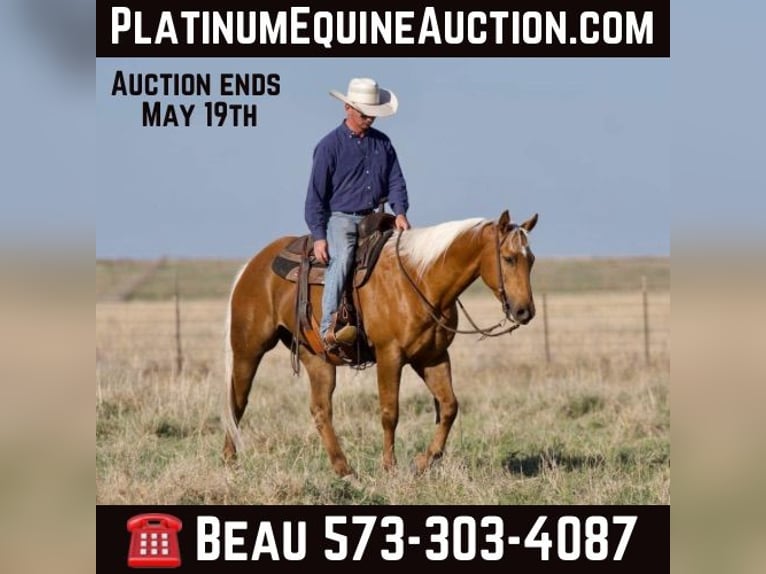 Quarter horse américain Hongre 10 Ans 152 cm Palomino in Sweet Springs MO