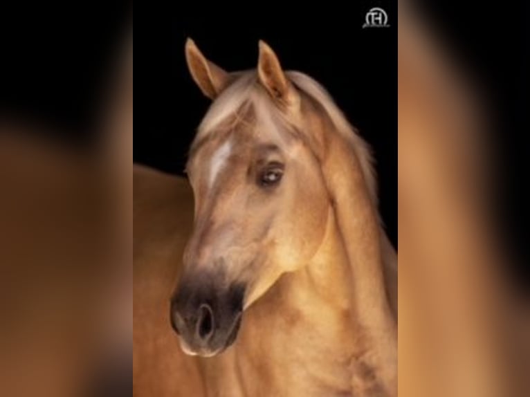 Quarter horse américain Hongre 10 Ans 152 cm Palomino in Marpingen