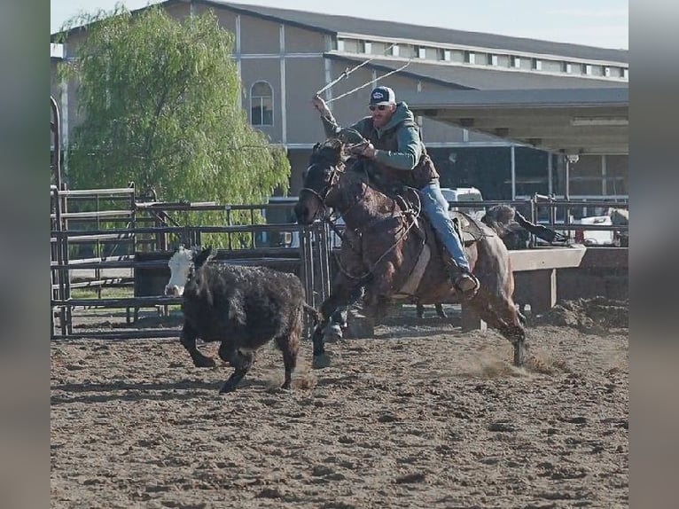 Quarter horse américain Hongre 10 Ans 152 cm Roan-Bay in Lincoln