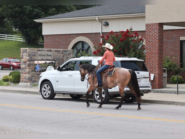 Quarter horse américain Hongre 10 Ans 152 cm Roan-Bay in Gladstone