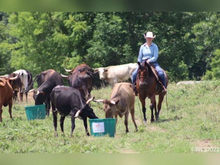 Quarter horse américain Hongre 10 Ans 152 cm Roan-Bay in Brooksville KY