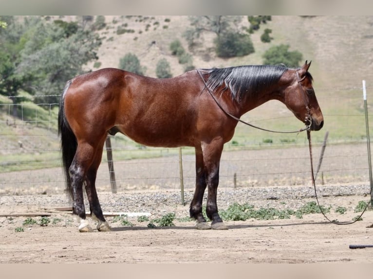 Quarter horse américain Hongre 10 Ans 152 cm Roan-Bay in Paicines CA