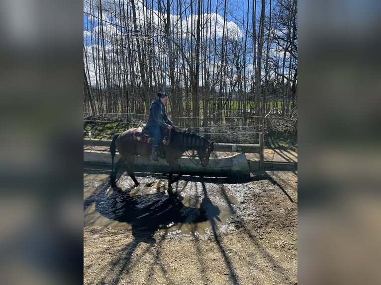 Quarter horse américain Hongre 10 Ans 152 cm Roan-Bay in Luftenberg