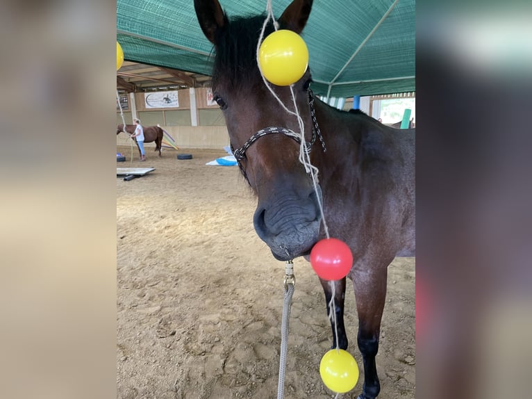 Quarter horse américain Hongre 10 Ans 152 cm Roan-Bay in Luftenberg