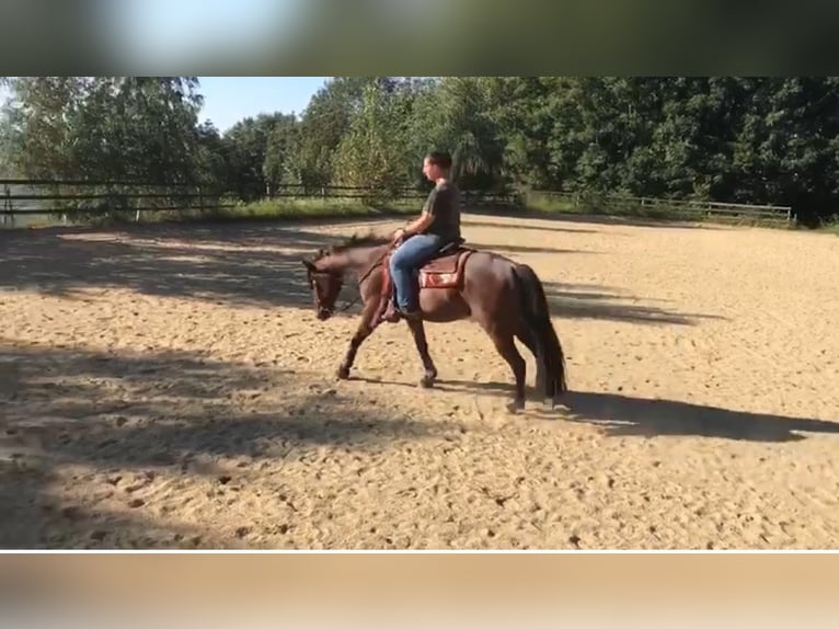 Quarter horse américain Hongre 10 Ans 152 cm Roan-Bay in Luftenberg