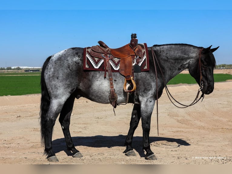 Quarter horse américain Hongre 10 Ans 152 cm Rouan Bleu in Buckeye, AZ