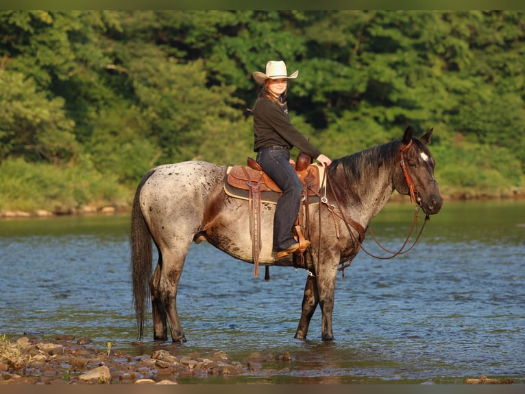 Quarter horse américain Hongre 10 Ans 152 cm Rouan Bleu in Clarion