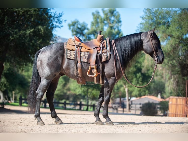 Quarter horse américain Croisé Hongre 10 Ans 152 cm Rouan Bleu in Joshua, TX