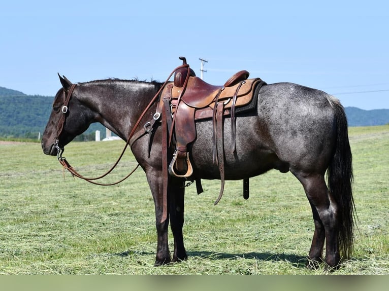 Quarter horse américain Hongre 10 Ans 152 cm Rouan Bleu in Rebersburg, PA